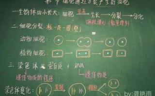 生物教学板书设计大赛优秀作品 生物板书设计模板