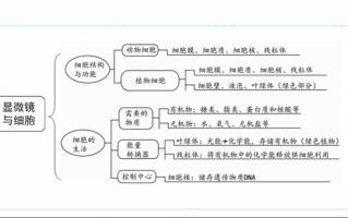 生物的结构层次的思维导图 生物的结构层次ppt模板