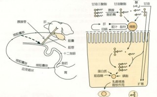 酶消化模板原理_酶的消化作用