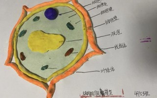 生物实践作业模板图片