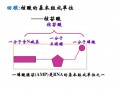 现有从生物体内提取的ATP模板是（从atp获得rna的原料需要破坏远离腺苷的高能磷酸键）