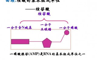 现有从生物体内提取的ATP模板是（从atp获得rna的原料需要破坏远离腺苷的高能磷酸键）