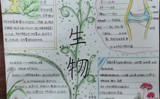 生物小报初三模板（生物小报初一图片）