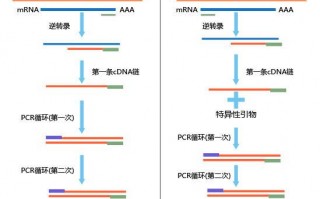 逆转录的场所_模板