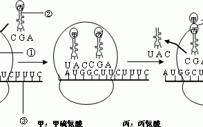  合成蛋白质的直接模板「合成蛋白质的直接模板是哪个」