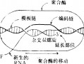 知道模板链如何写转录产物_转录过程是从模板链的哪个方向开始的