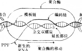 知道模板链如何写转录产物_转录过程是从模板链的哪个方向开始的