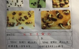 种子发芽记模板