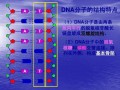 dna模板链反方向（dna模板链为5 ata gct 3其转录产物为）