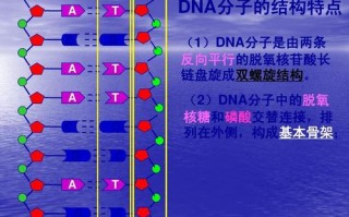 dna模板链反方向（dna模板链为5 ata gct 3其转录产物为）