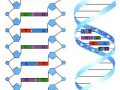 dna分子模板链上的碱基序列（dna模板链为5'a）