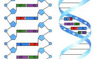 dna分子模板链上的碱基序列（dna模板链为5'a）