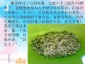 绿豆芽观察日记ppt