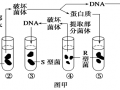 以乙链为模板（乙链是什么菌）