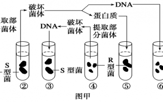 以乙链为模板（乙链是什么菌）