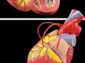 心脏模型图片 结构图 心脏模板是什么样子的