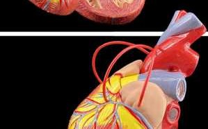 心脏模型图片 结构图 心脏模板是什么样子的