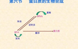 指导蛋白质合成的模板是_指导蛋白质合成的模板是什么意思