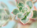 植物种植模板ppt