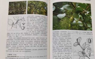 植物志模板_植物志怎么写