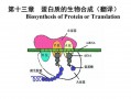 蛋白质生物合成的直接模板（蛋白质生成物合成的直接模板是）