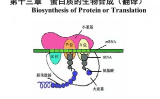 蛋白质生物合成的直接模板（蛋白质生成物合成的直接模板是）