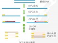 模板浓度太高影响PCR得原因 模板nor