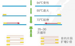 模板浓度太高影响PCR得原因 模板nor