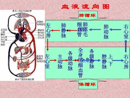  血液循环ppt模板「血液循环课件ppt人教版百度网盘」-第2张图片-马瑞范文网