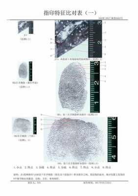 指纹识别鉴定报告 指纹鉴定模板-第3张图片-马瑞范文网