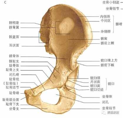 骨盆x片诊断报告模板_骨盆x光片各部位图解-第3张图片-马瑞范文网