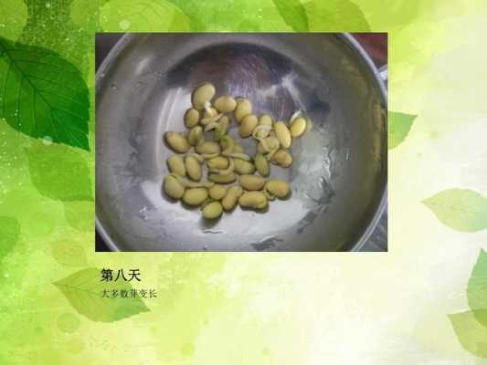 绿豆芽观察日记ppt-第3张图片-马瑞范文网