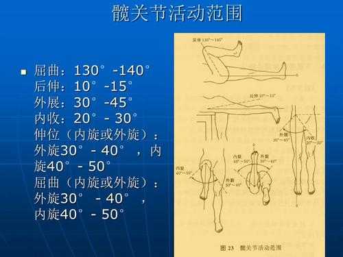 髋关节查体视频-第1张图片-马瑞范文网