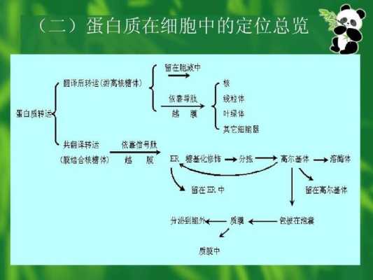 蛋白质生物合成的直接模板（蛋白质生成物合成的直接模板是）-第3张图片-马瑞范文网