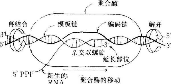 知道模板链如何写转录产物_转录过程是从模板链的哪个方向开始的-第1张图片-马瑞范文网