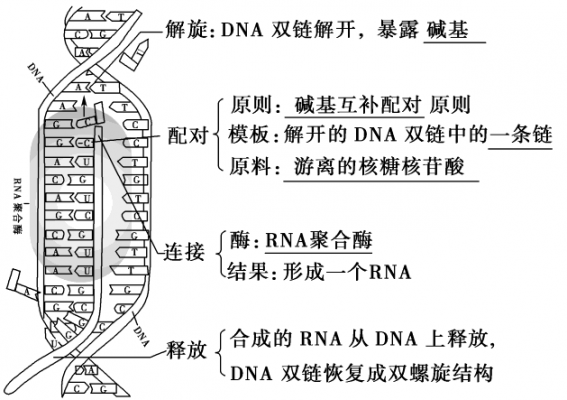 知道模板链如何写转录产物_转录过程是从模板链的哪个方向开始的-第3张图片-马瑞范文网