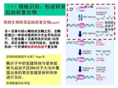 知道模板链如何写转录产物_转录过程是从模板链的哪个方向开始的-第2张图片-马瑞范文网