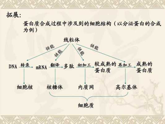 蛋白质生物合成的模板是-第1张图片-马瑞范文网