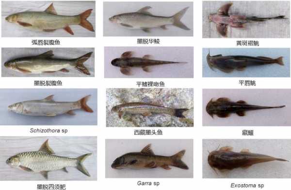 鱼类资源丰富原因模板_鱼类资源丰富原因模板怎么写-第2张图片-马瑞范文网