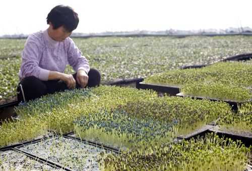 育苗种植模板_种苗技术-第3张图片-马瑞范文网