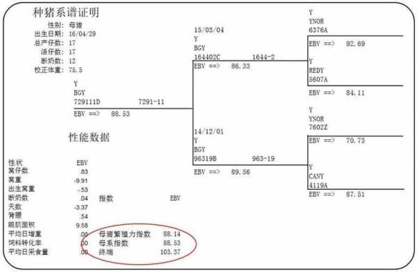 种畜系谱模板-第1张图片-马瑞范文网