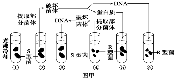 以乙链为模板（乙链是什么菌）-第1张图片-马瑞范文网