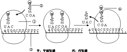  合成蛋白质的直接模板「合成蛋白质的直接模板是哪个」-第1张图片-马瑞范文网