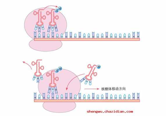  合成蛋白质的直接模板「合成蛋白质的直接模板是哪个」-第2张图片-马瑞范文网