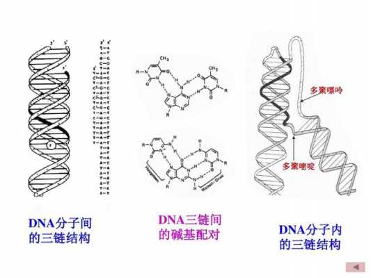 dna分子模板链上的碱基序列（dna模板链为5'a）-第3张图片-马瑞范文网