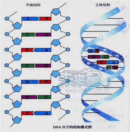 dna分子模板链上的碱基序列（dna模板链为5'a）-第2张图片-马瑞范文网