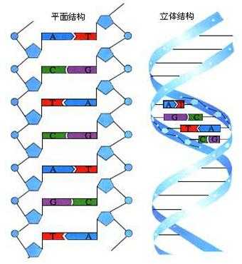 dna分子模板链上的碱基序列（dna模板链为5'a）-第1张图片-马瑞范文网