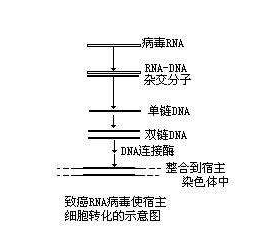 逆转录的场所_模板-第2张图片-马瑞范文网