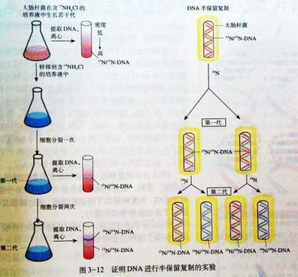 dna碱基序列种类-模板DNA的碱基序列是3-第2张图片-马瑞范文网