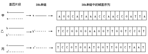 dna碱基序列种类-模板DNA的碱基序列是3-第3张图片-马瑞范文网